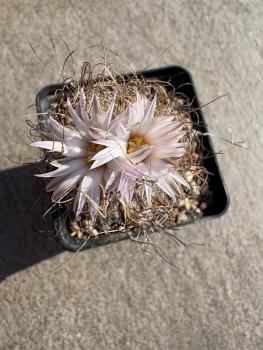 Turbinicarpus heliae